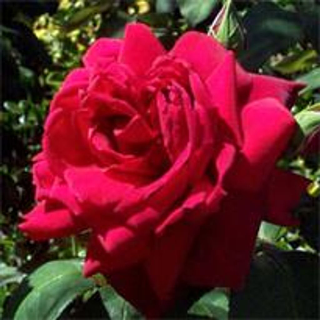 Estelle Ruby Latner Profile Photo