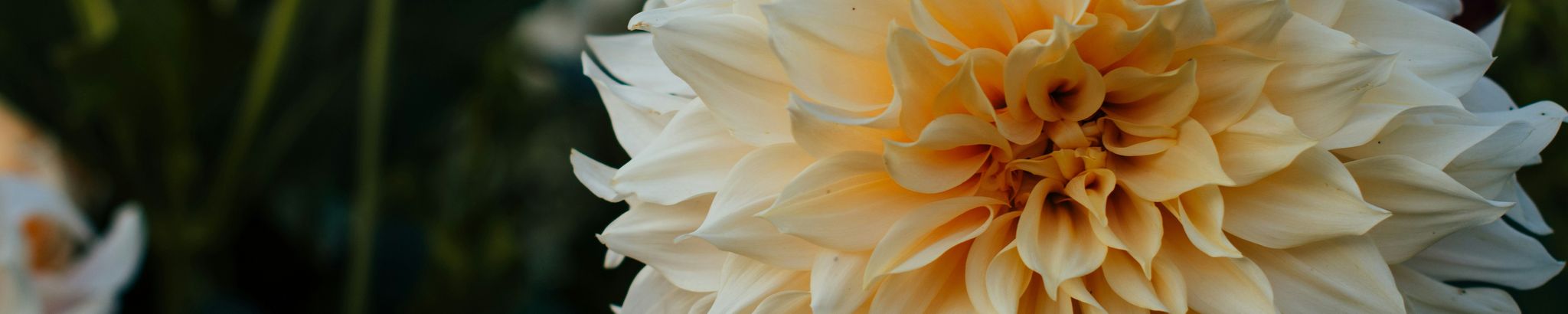 Cover for Herbert Pace's Obituary