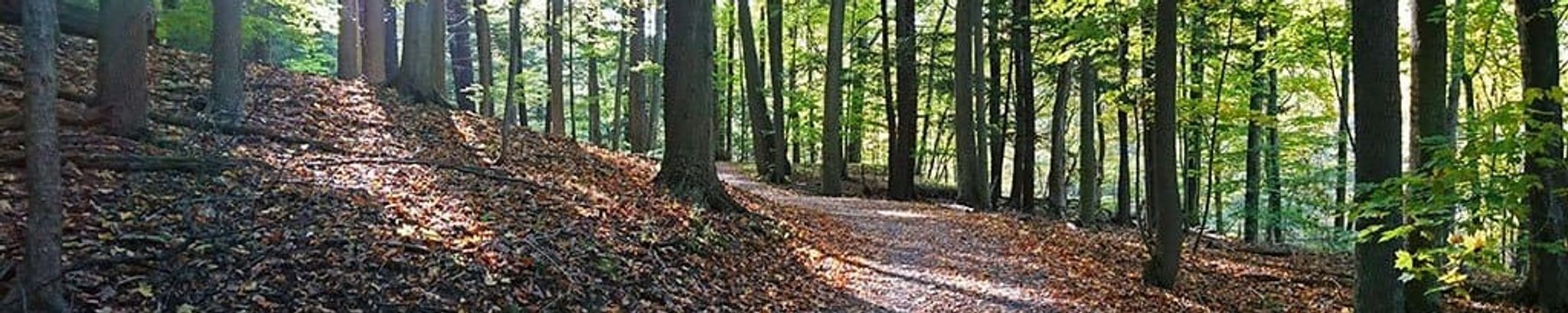 Cover for Alfred Koehn's Obituary