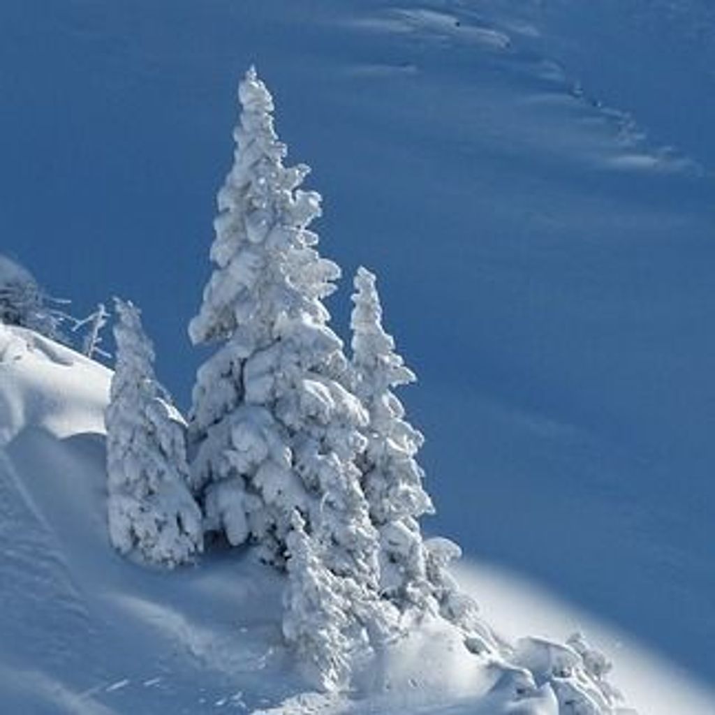 Jose D. Candelario Profile Photo