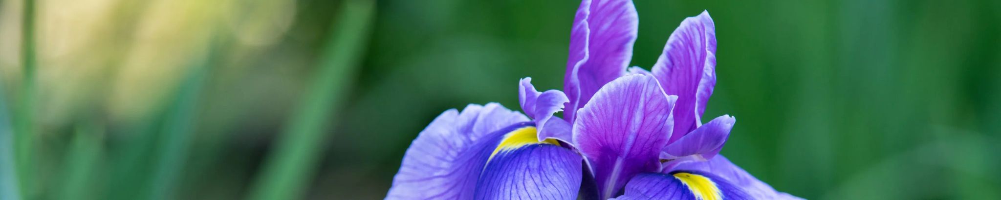Cover photo for Lenora Carol Nichols's Obituary