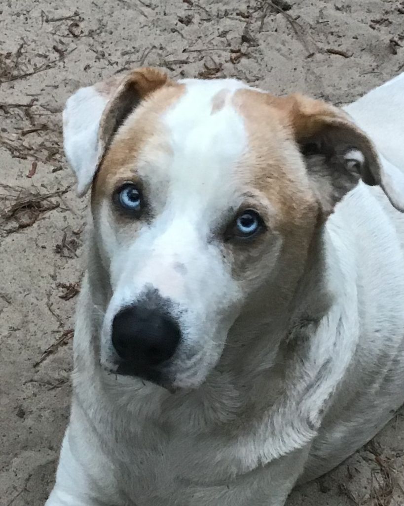 Blue Boy Stahl Profile Photo