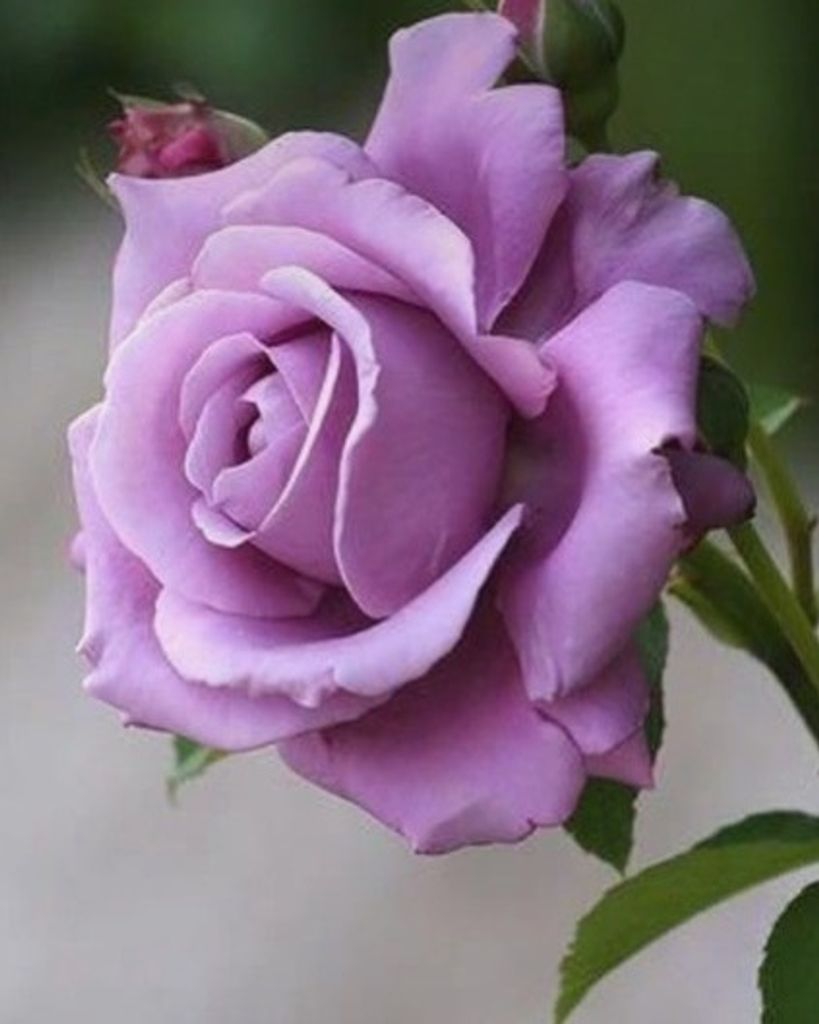 Dolores S. Berrien Profile Photo