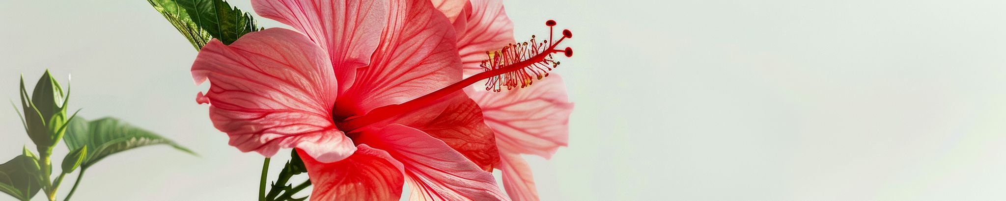 Cover photo for Joyce Dixon's Obituary