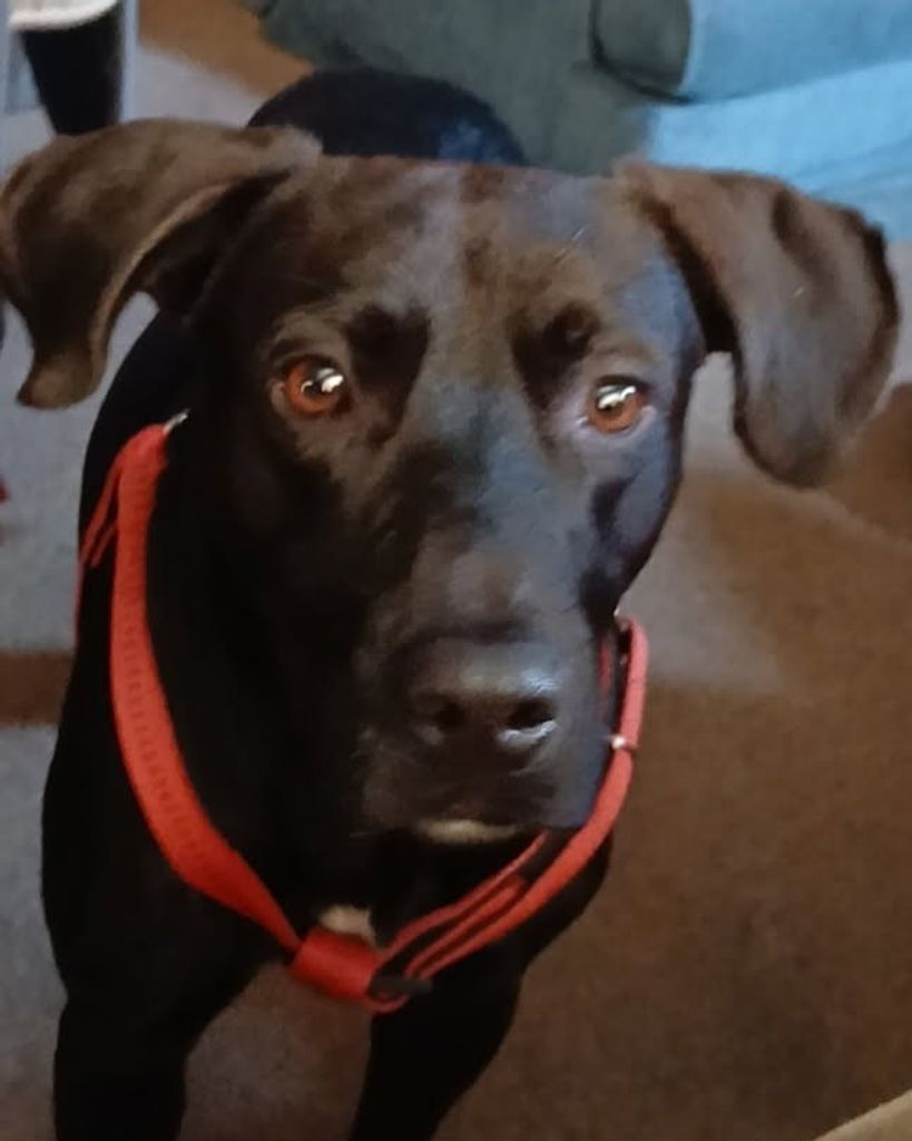 Axel Williams Profile Photo