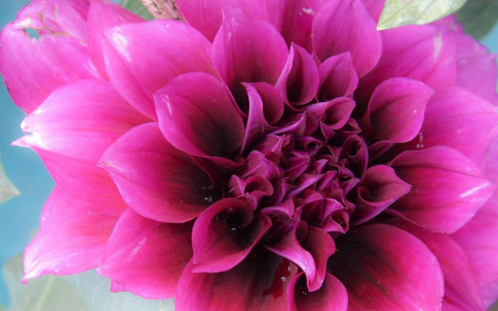 Carmen Cisneros Profile Photo