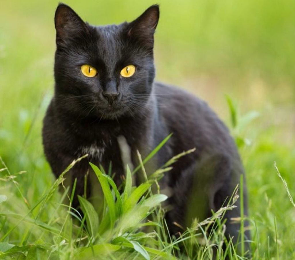 Daniel Arthur Nelson