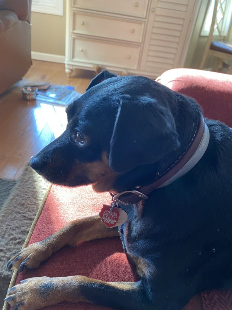 Augustus Knight Rover Profile Photo