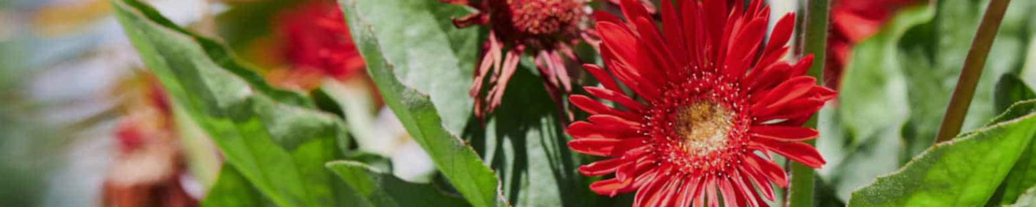 Cover for Anna Oliver's Obituary