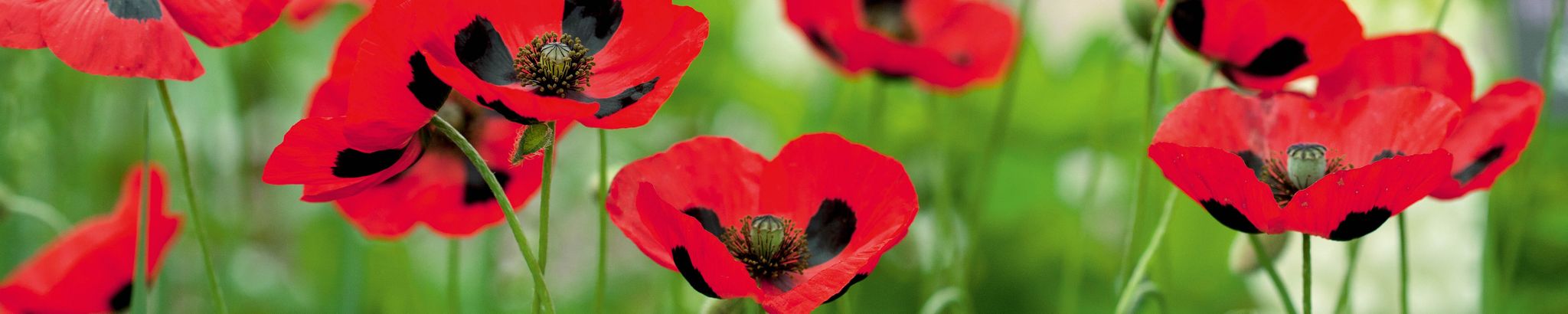 Cover for Patricia Alice Ouellette's Obituary