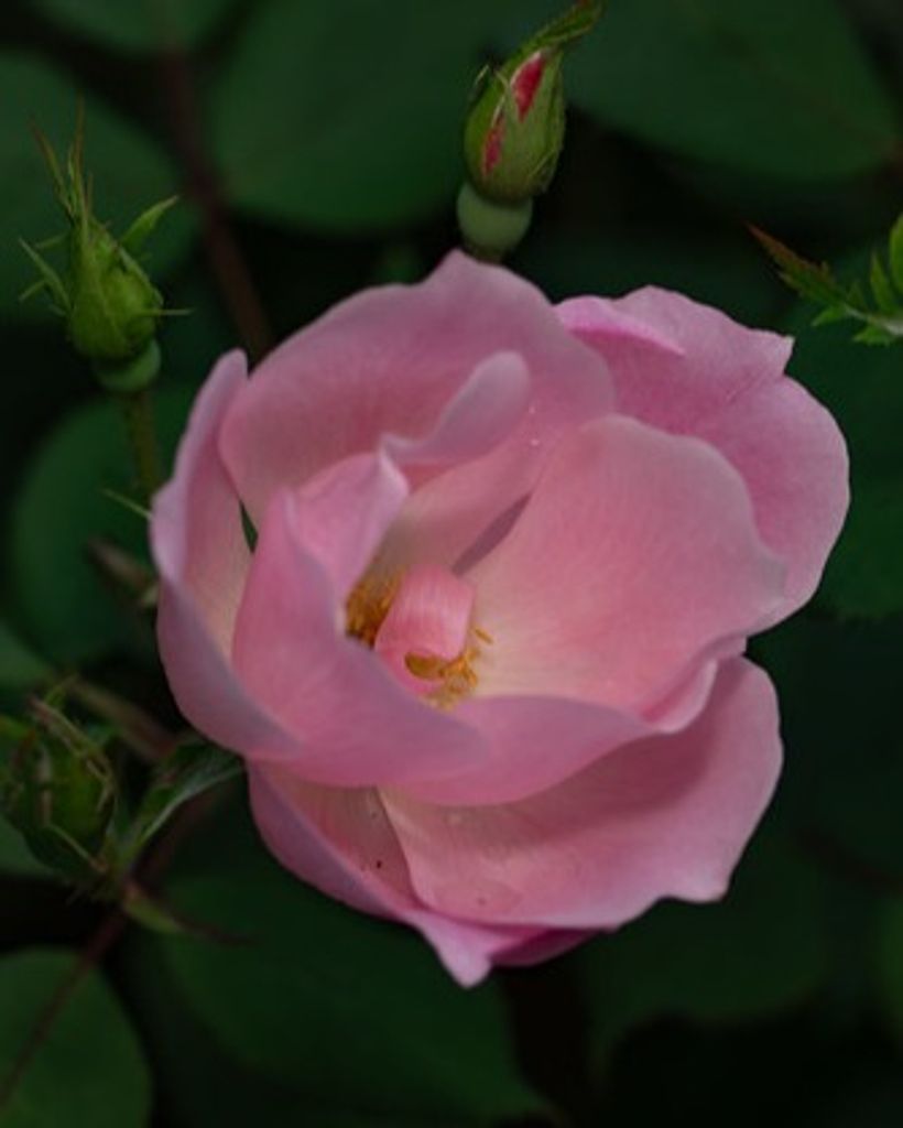 Mary R. Jacobs Profile Photo