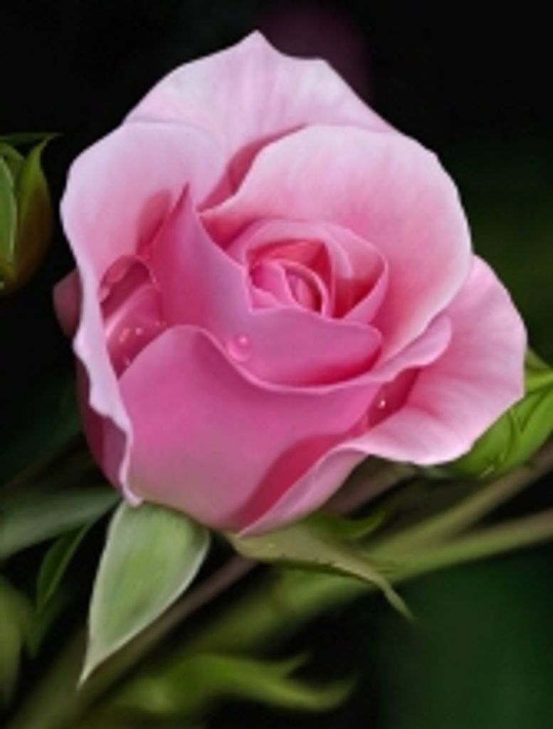 Elsie Barkman Profile Photo