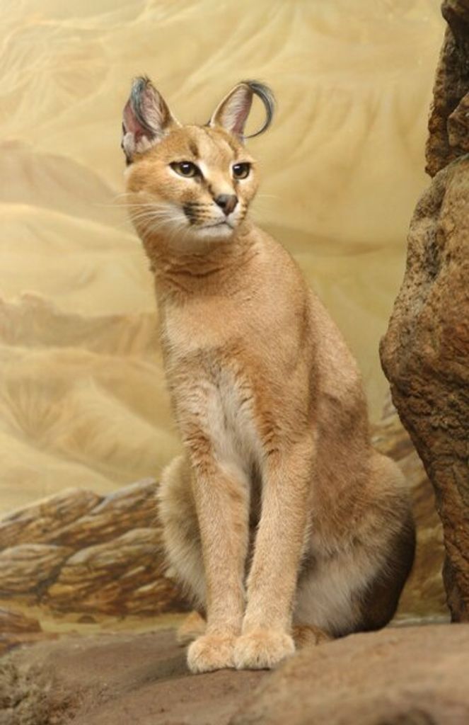 D. Jeanine Wilson Profile Photo