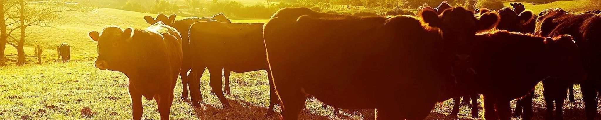 Cover for Randall Wayne Henry's Obituary