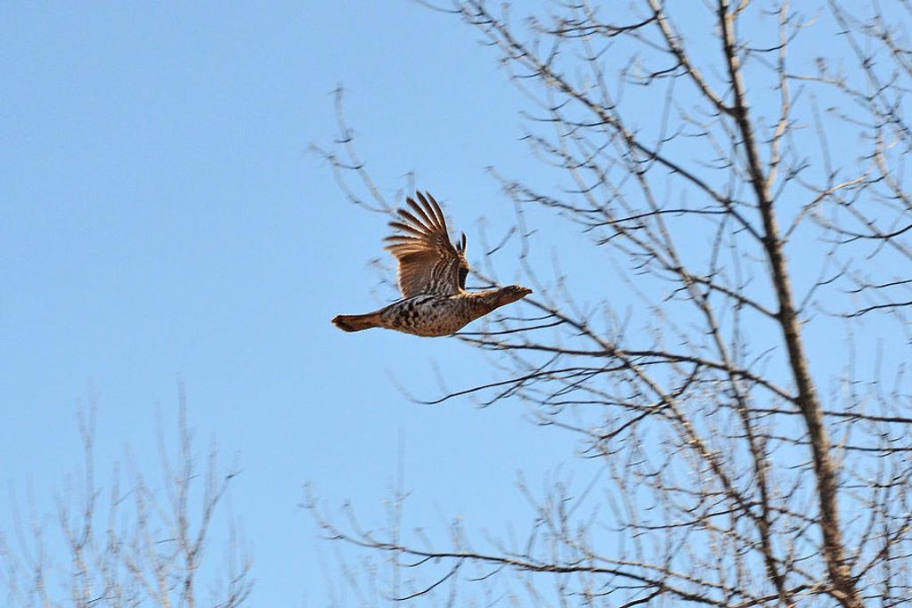 Jeffrey Alan Tibbits