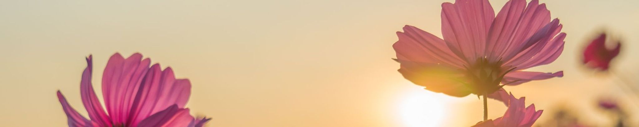 Cover for Mary E. Steen's Obituary