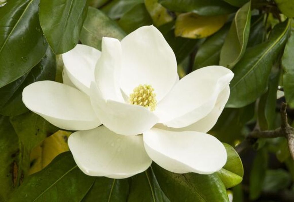 Magnolia Irene Ennis Profile Photo