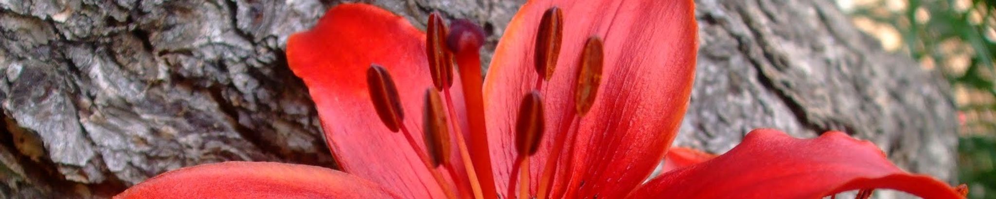 Cover for Kristal Anne (Gill) Rand's Obituary