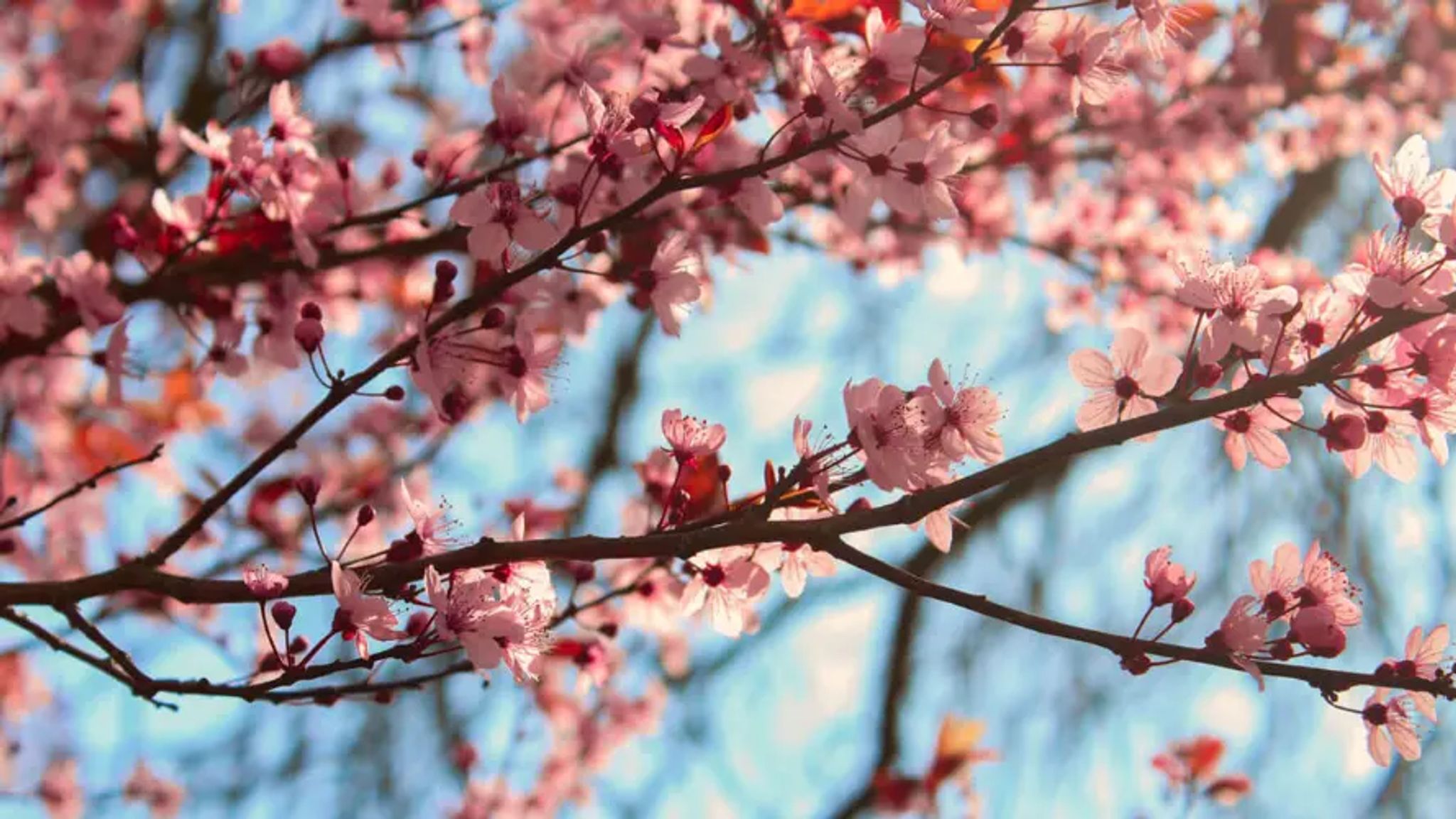 Cover for Maria De Jesus Romero Arevalo's Obituary