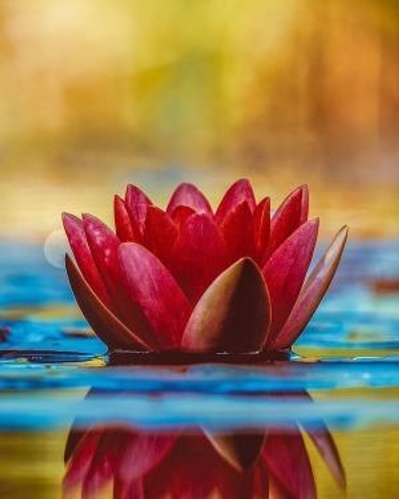 Phyllis A (Weidenhof) Bourdess Profile Photo