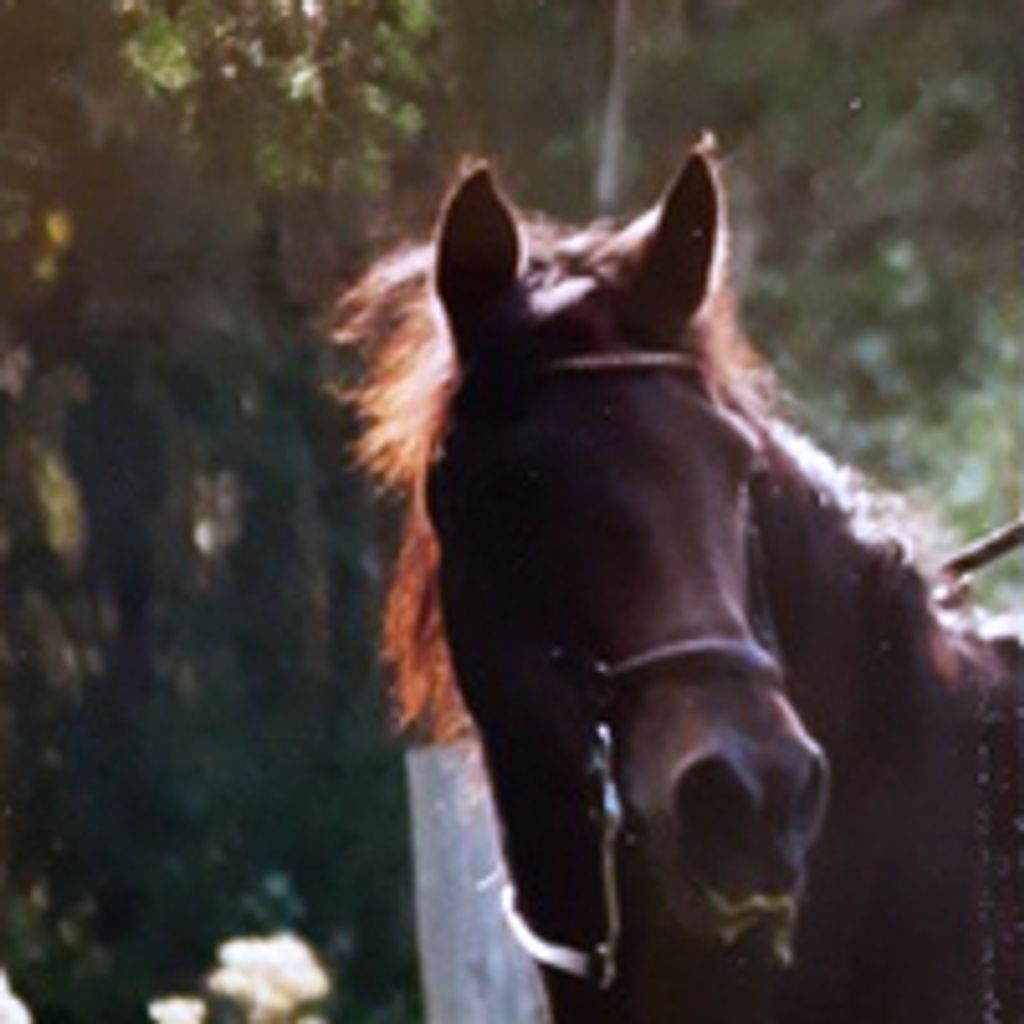 Diane Hietala Profile Photo
