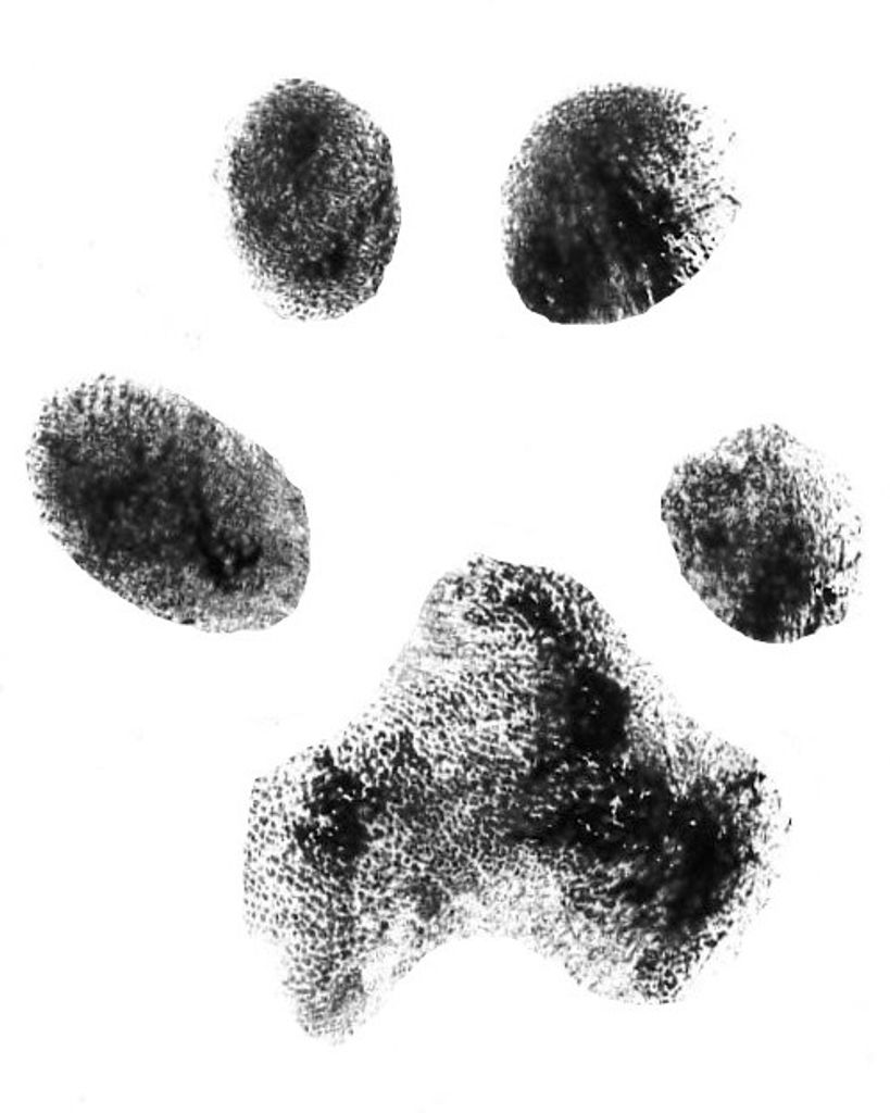 Rosie Cobb Profile Photo