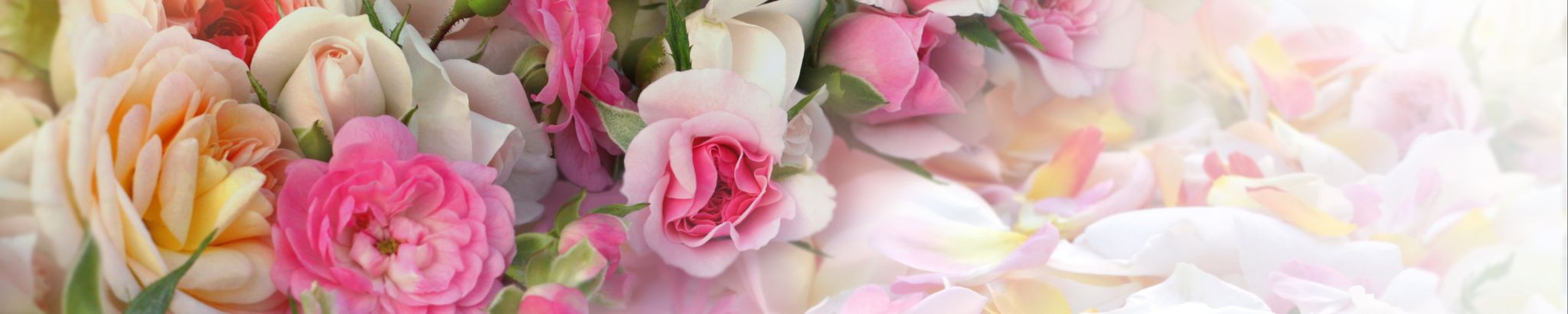 Cover photo for Evelina "Evie" Schwarz's Obituary