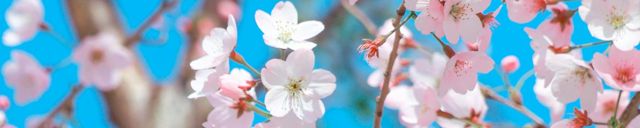 Cover for Diane Marie Ficca's Obituary