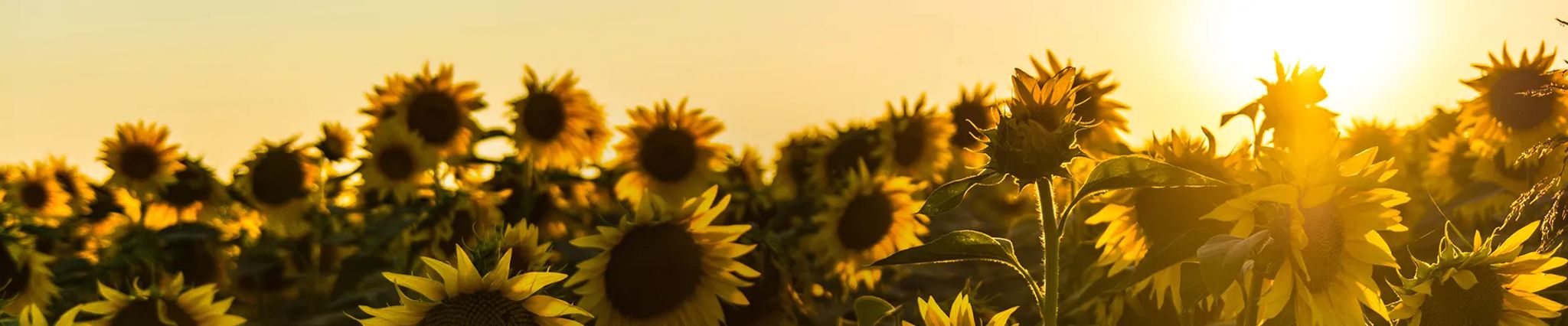 Cover photo for Danielle Ann Long's Obituary