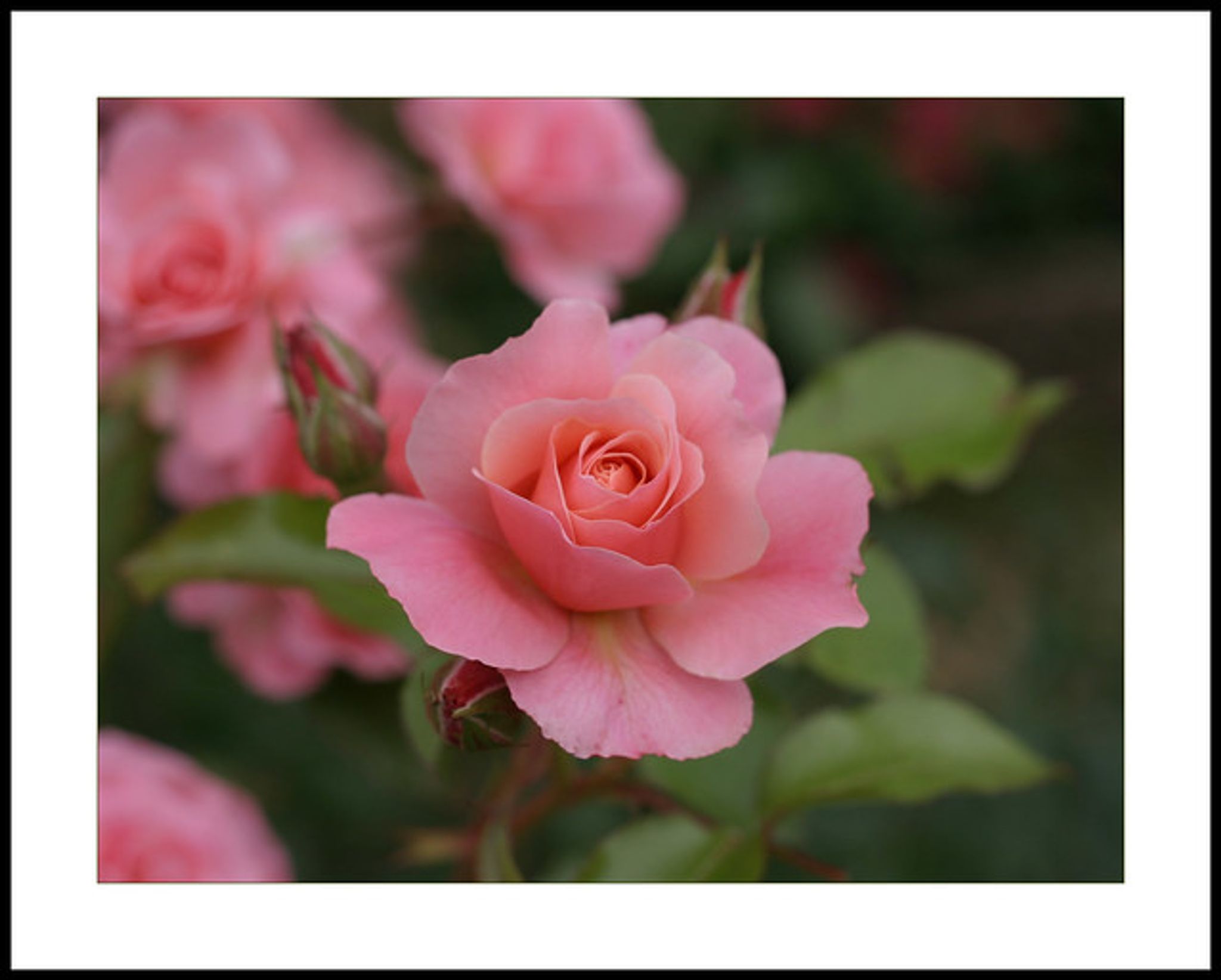 Cover photo for Kristie Lucille Kountz's Obituary
