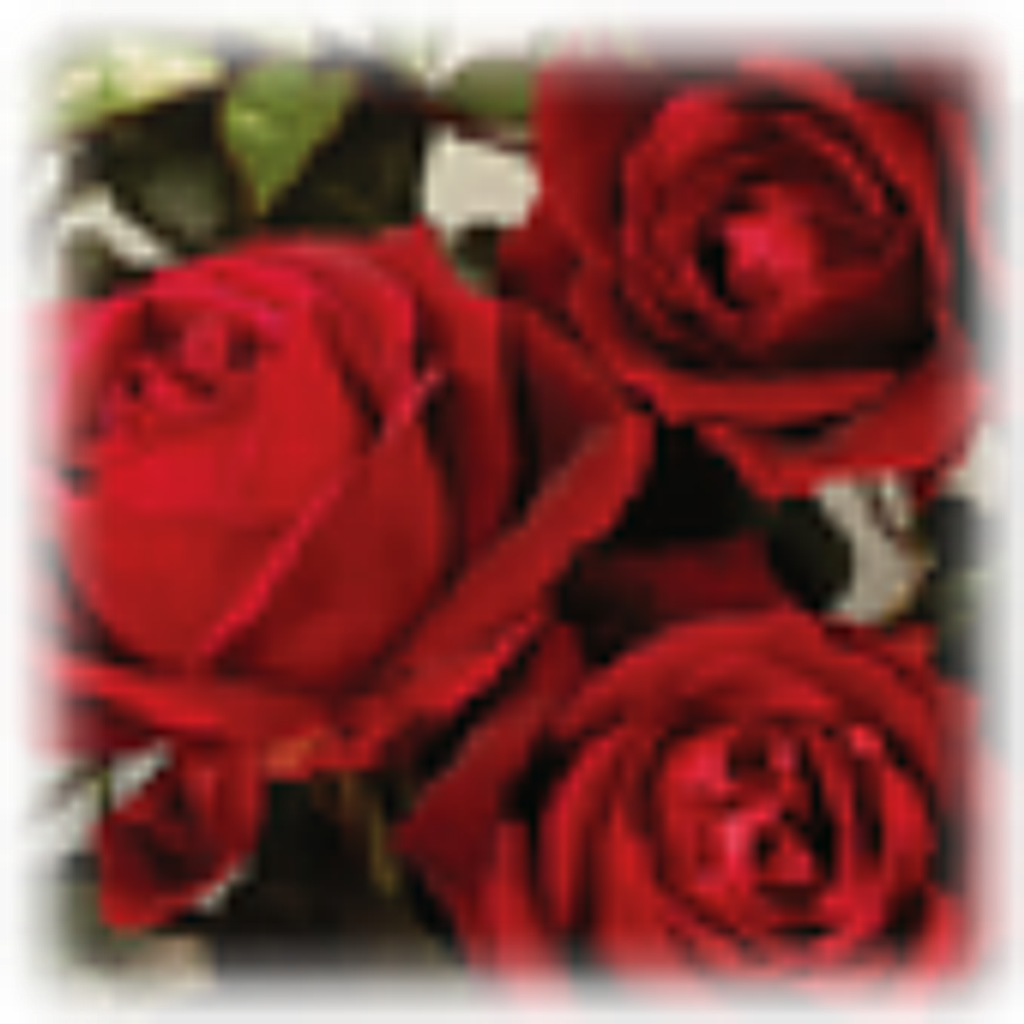 Jane D Lacey