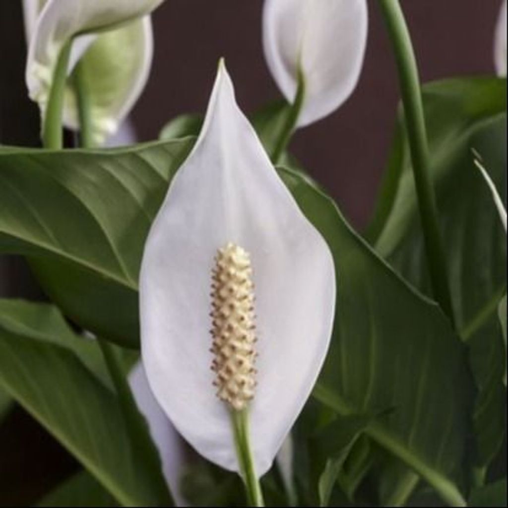 Donna Sue Flaharty Profile Photo