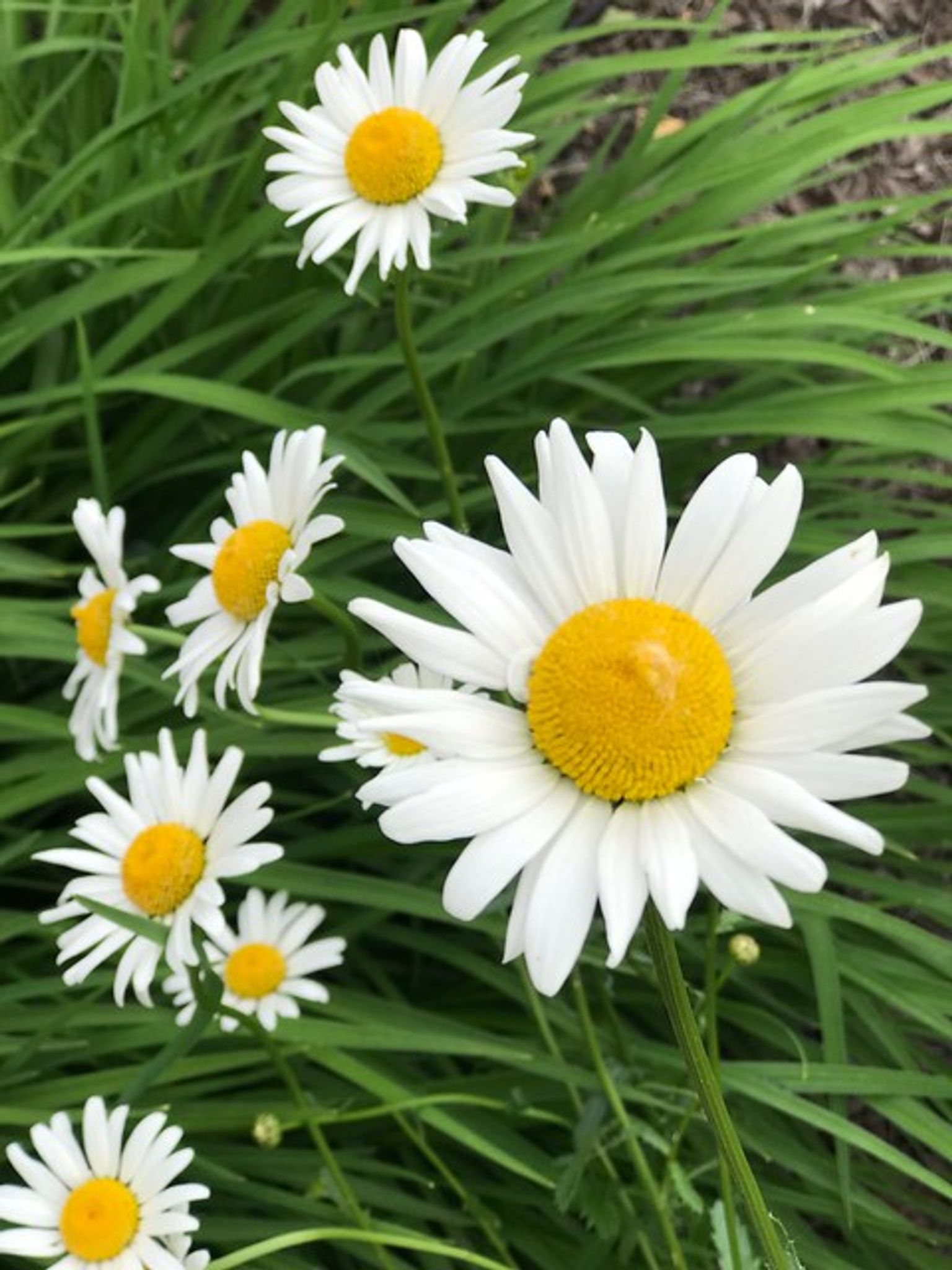 Cover photo for Helen R. "Granny" Donachy's Obituary