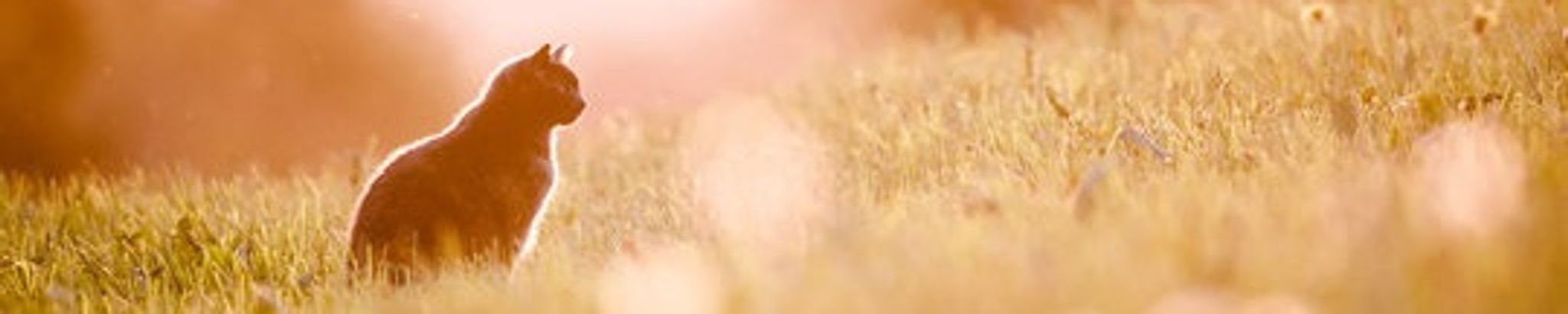 Cover for Skyler Renee' Landreth's Obituary