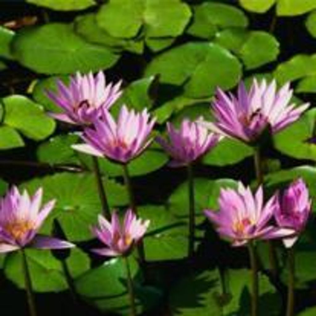 Margaret Alice Flammia