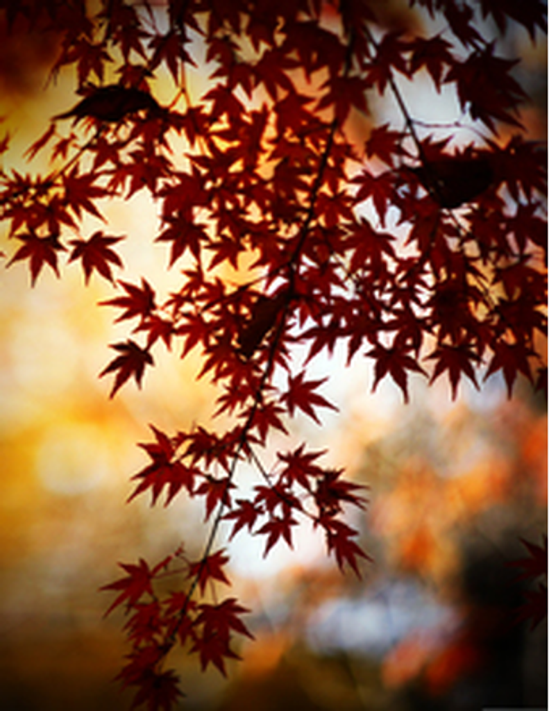 Geneva Margaret (Jacobs) Hatch