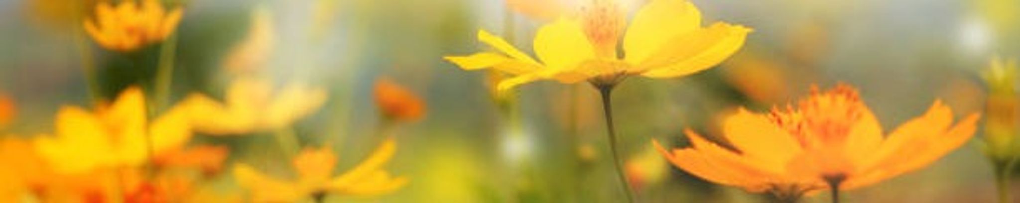Cover photo for Antionette Vigil's Obituary