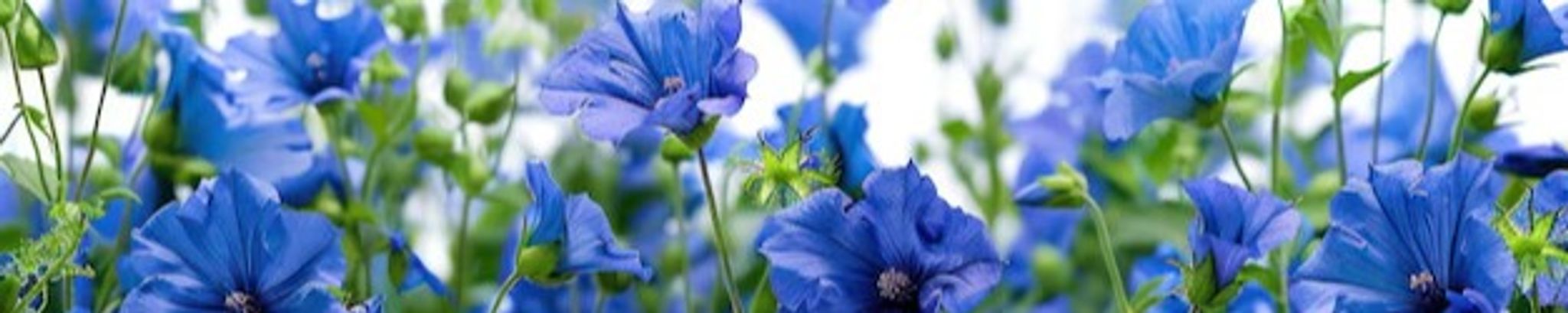 Cover for Pamela Louise Holt's Obituary