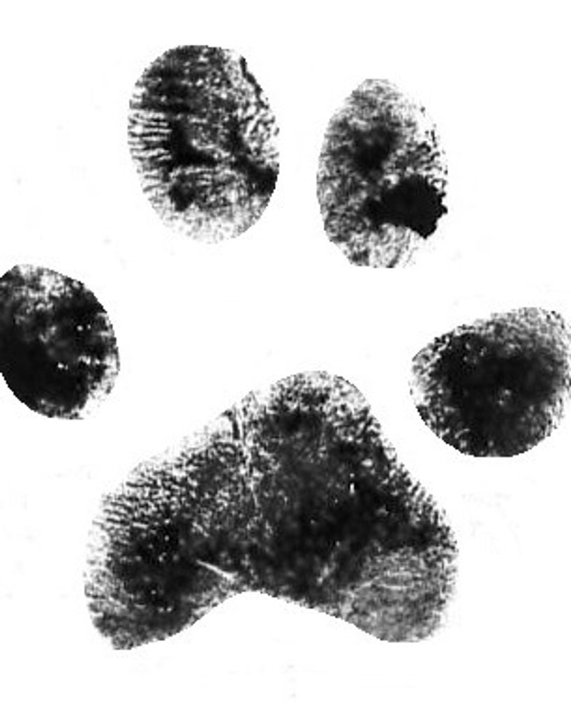 Roscoe Cox Profile Photo