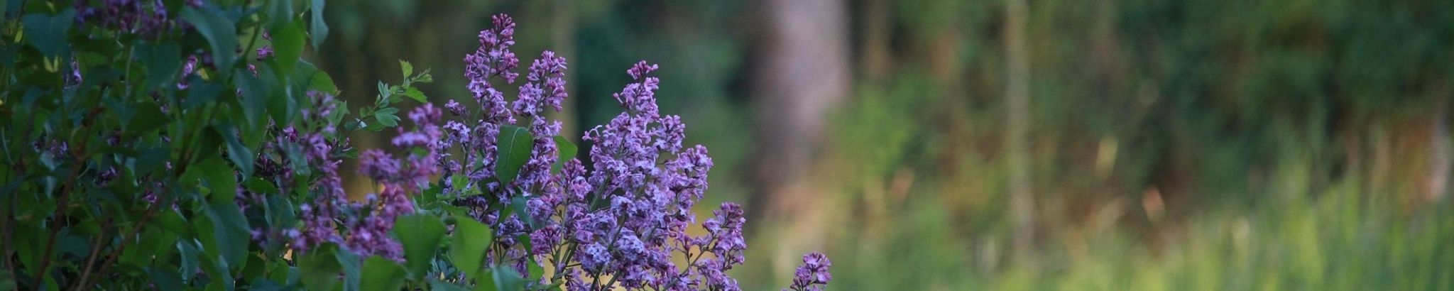 Cover photo for Sharon E. Colvin's Obituary