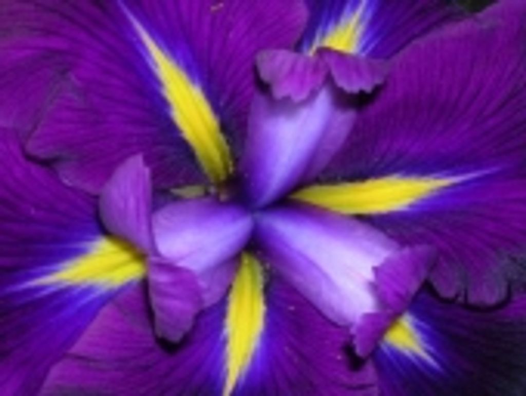 Mrs. Lois Louise Chapman,  'Edith'