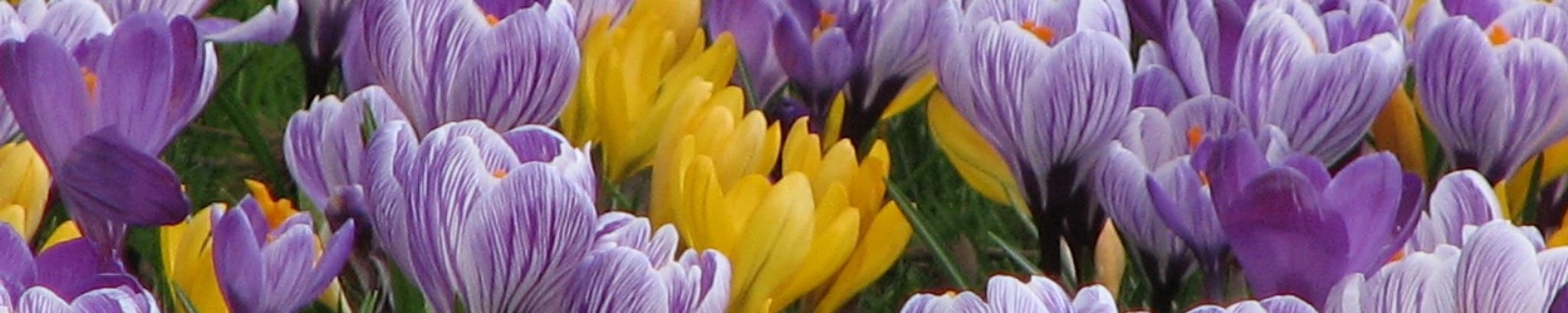 Cover photo for Annette Marie Mayhew's Obituary