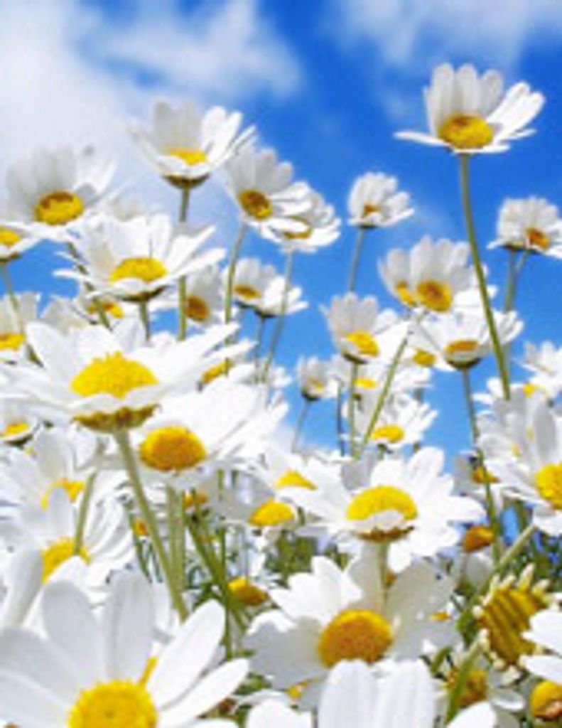 Sheila Lancaster Beard