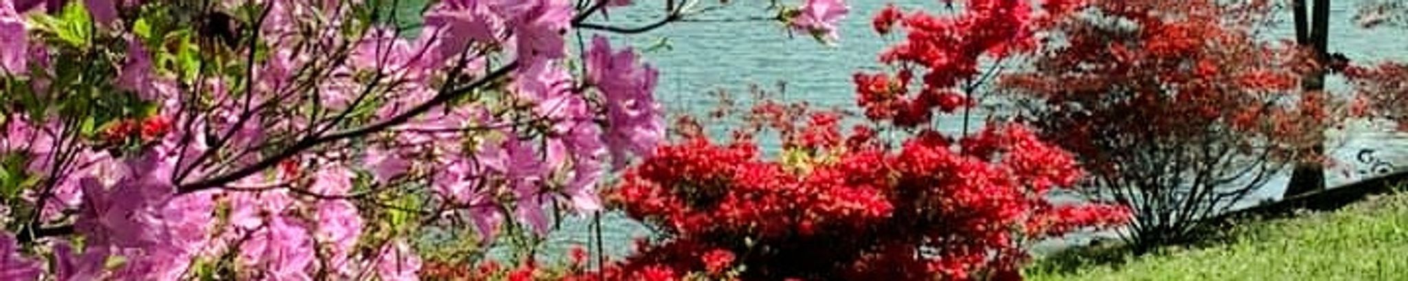 Cover photo for Carol "Lavonne" Hart's Obituary
