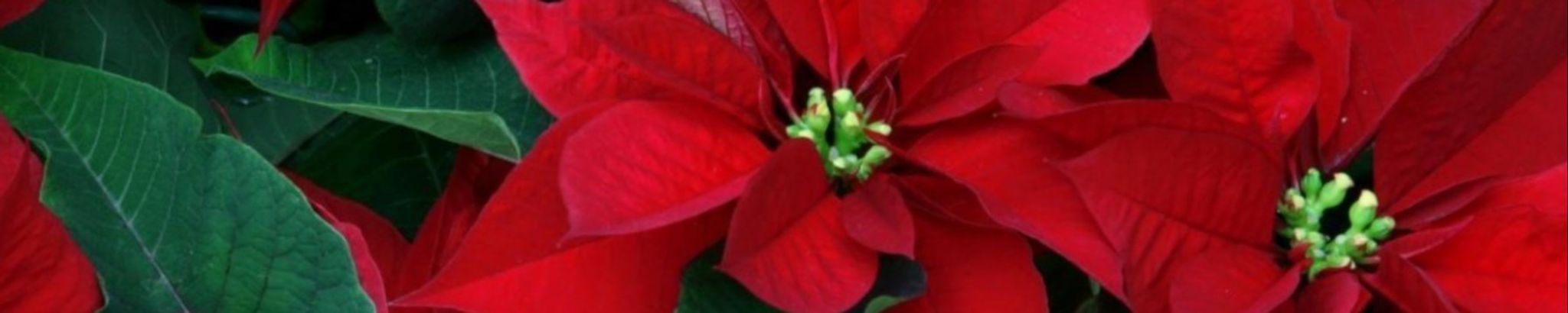 Cover photo for Barbara Delynn Peters's Obituary