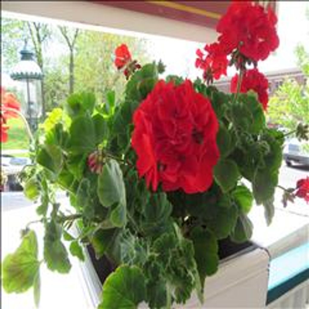 Dorothy Jean Gallahar Profile Photo