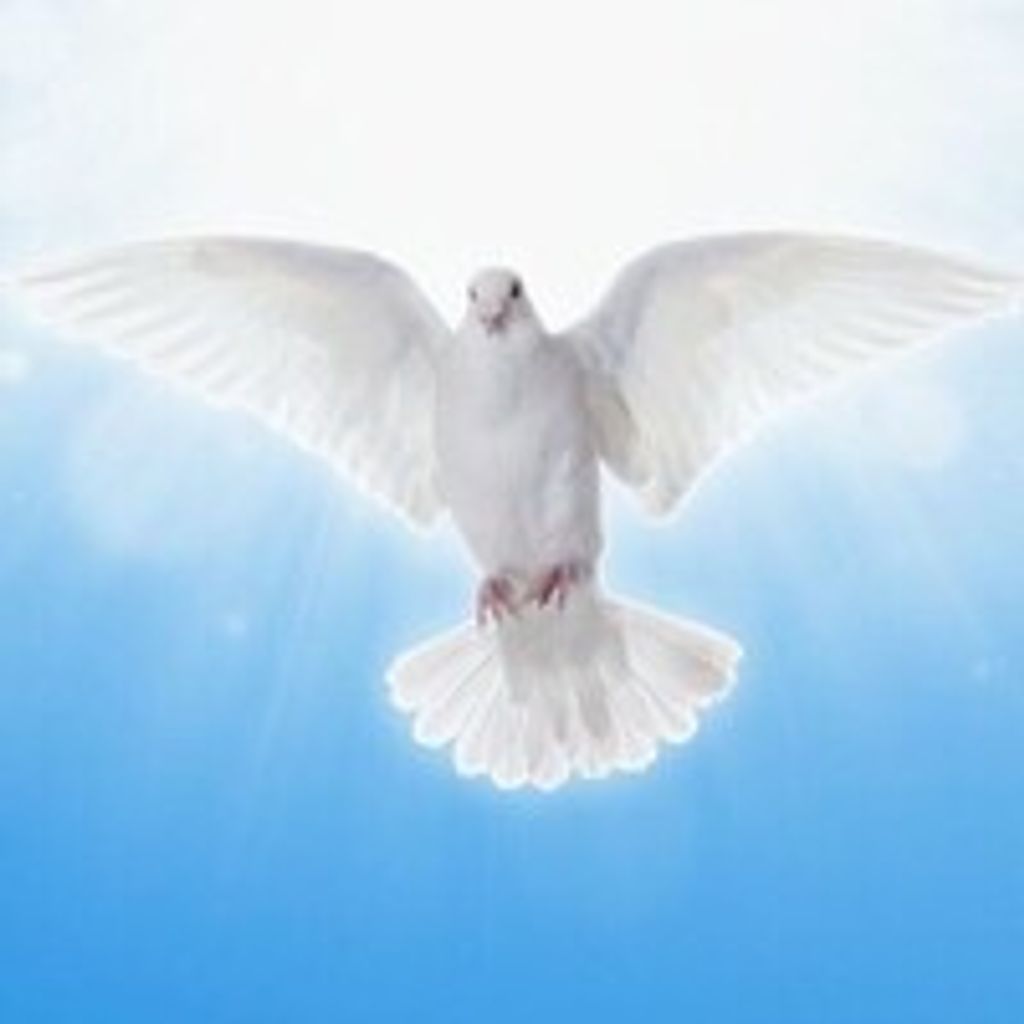 Shawn Dove