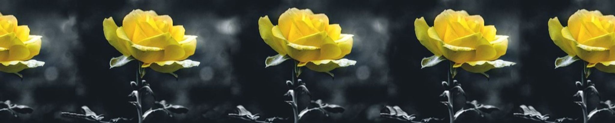 Cover photo for Lottie Gates Ray's Obituary