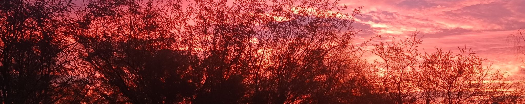 Cover for Diane Eleanor Phillips's Obituary