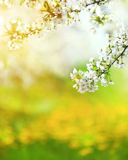 Carol J. Webster's obituary image